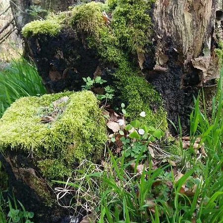 Lütt Verbliev Apartment *